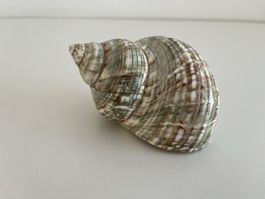 Meeresschnecke