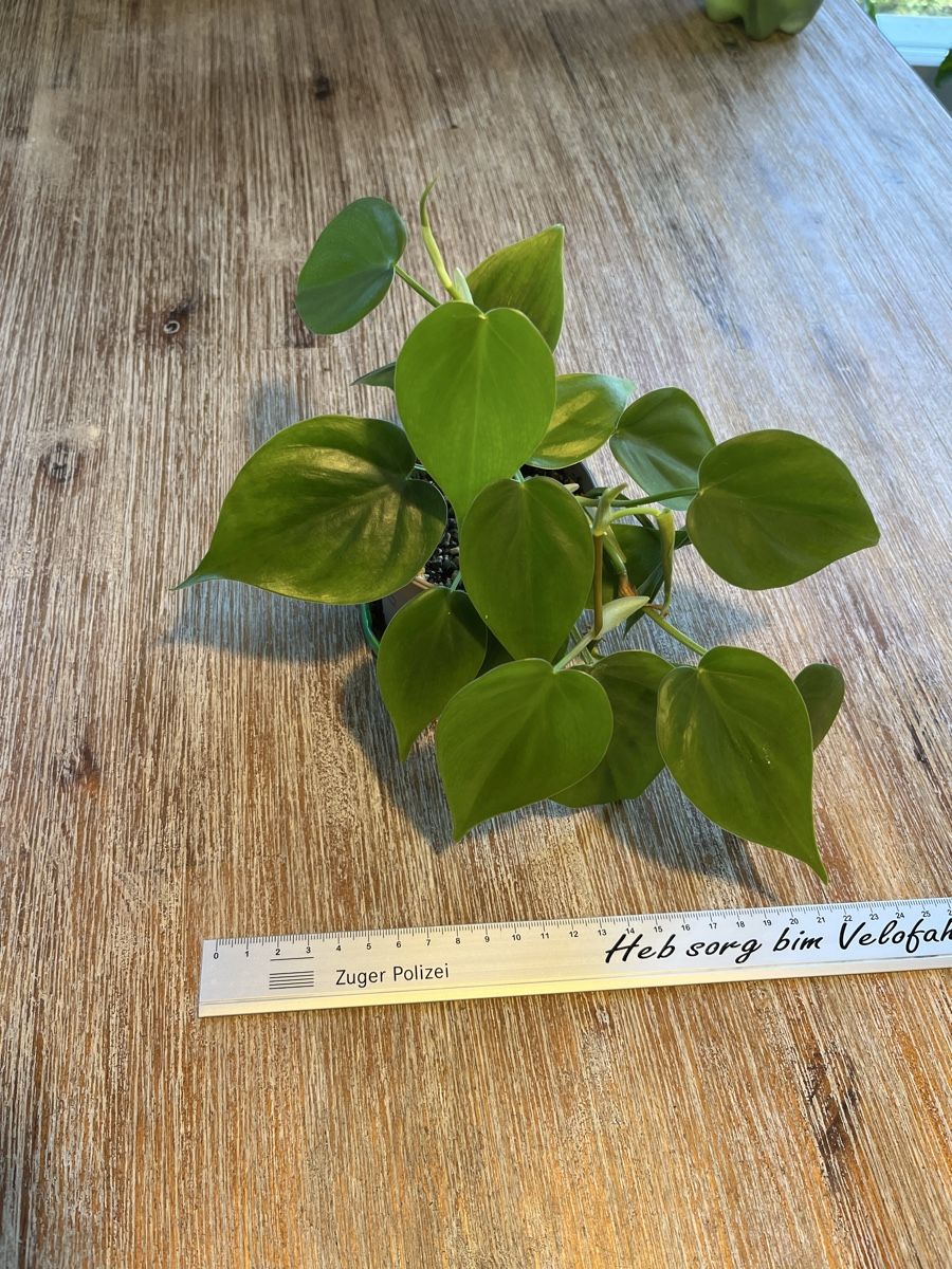 Piante & sementi: Philodendron Heartleaf💚🪴 – Nuovo (secondo la descrizione) da Zürich venduto da Tamimi 1