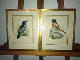 2 Vogel-Lithographien