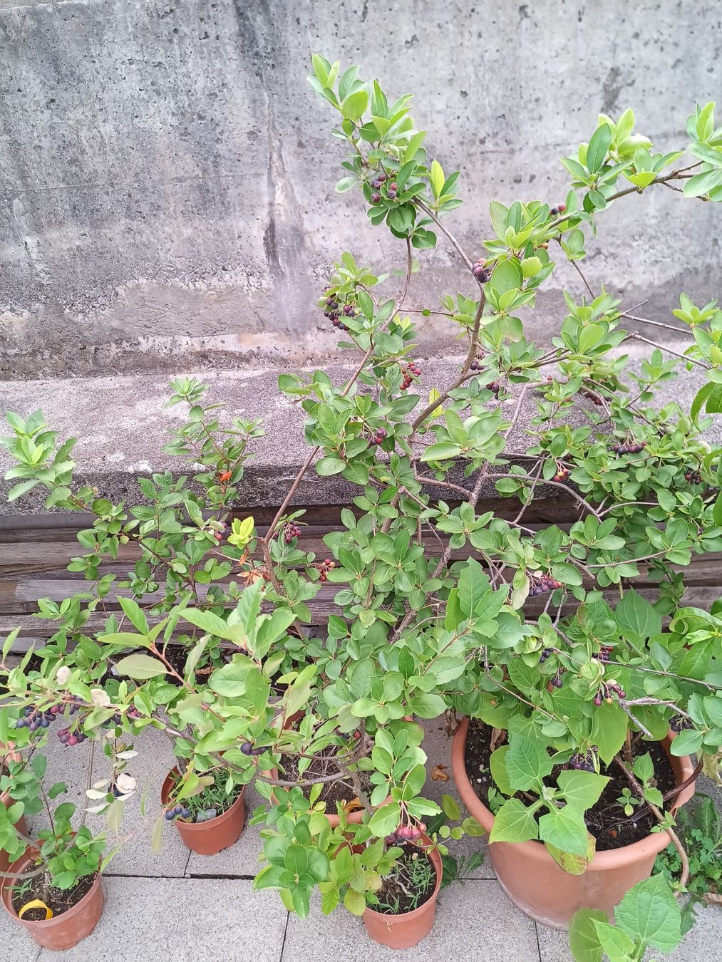 Piante & sementi: Super Frucht Aronia-Beere – Nuovo (secondo la descrizione) da Zug venduto da SirGoldFish