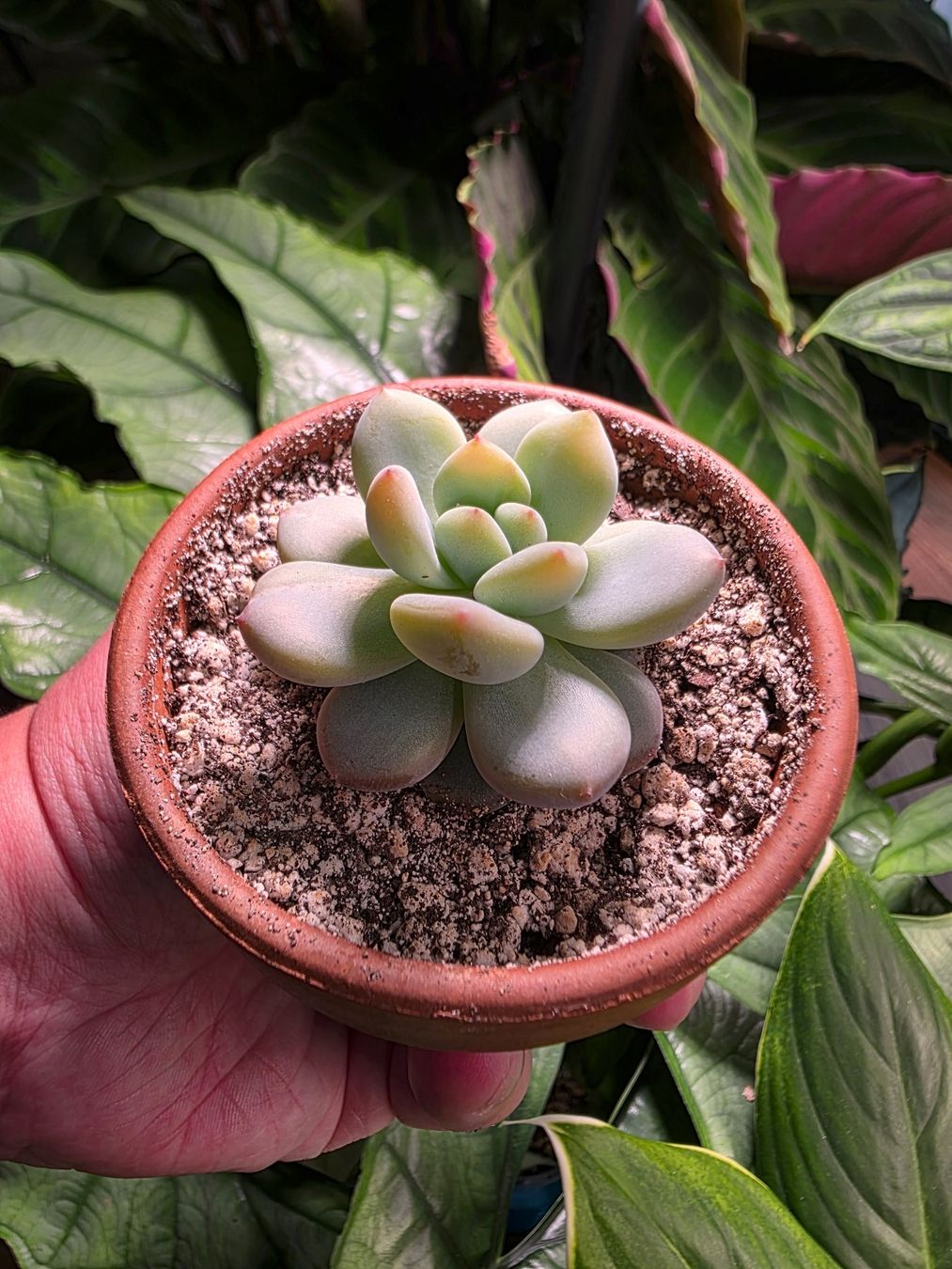 Plantes & graines: Echeveria Monroe hybrid – D'occasion à Winterthur par jar_w2vp 1