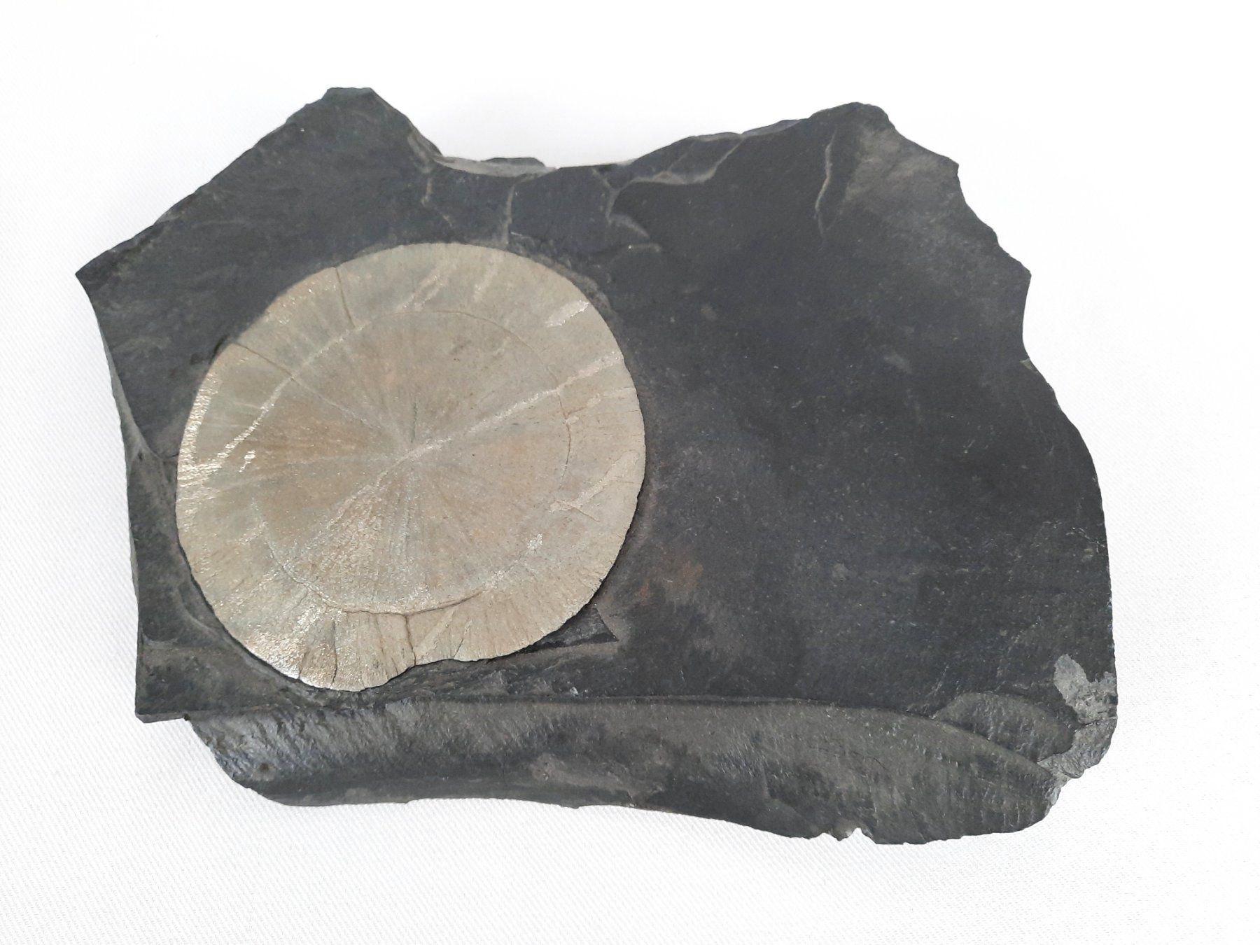 Minerali & Pietre curative: Pyrit Sonne auf Kohle-Schiefer – Usato da Beinwil am See venduto da Restwert_Beinwil 4