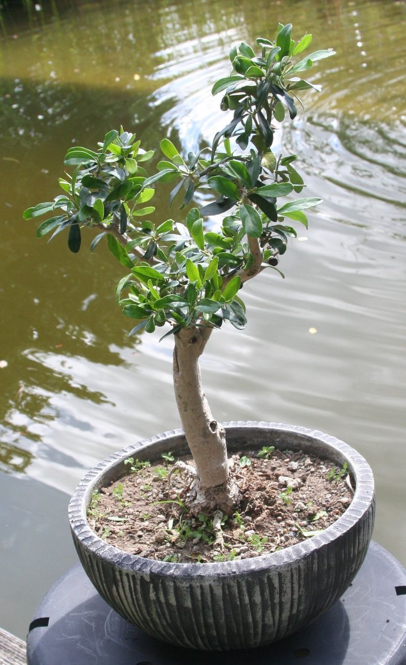 Piante & sementi: BONSAI  -  Olive – Usato da Gretzenbach venduto da Sikim 3