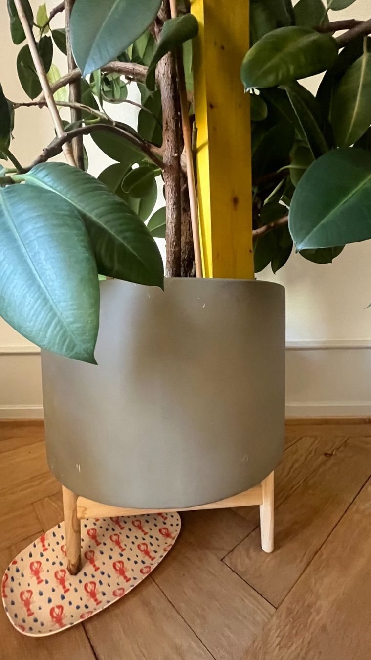 Plantes & graines: Gummibaum – D'occasion à Basel par tiktak09 5