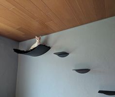 Katzenaktivity Wandelemente