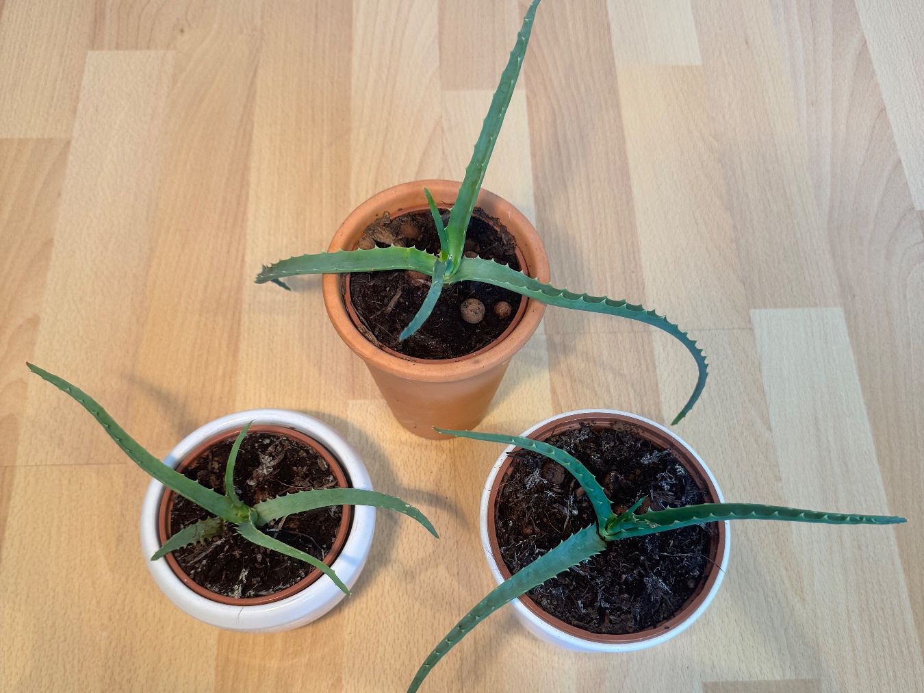 Piante & sementi: Aloe arborescens – junge Pflanzen – Nuovo (secondo la descrizione) da Uetikon am See venduto da Ala888 3