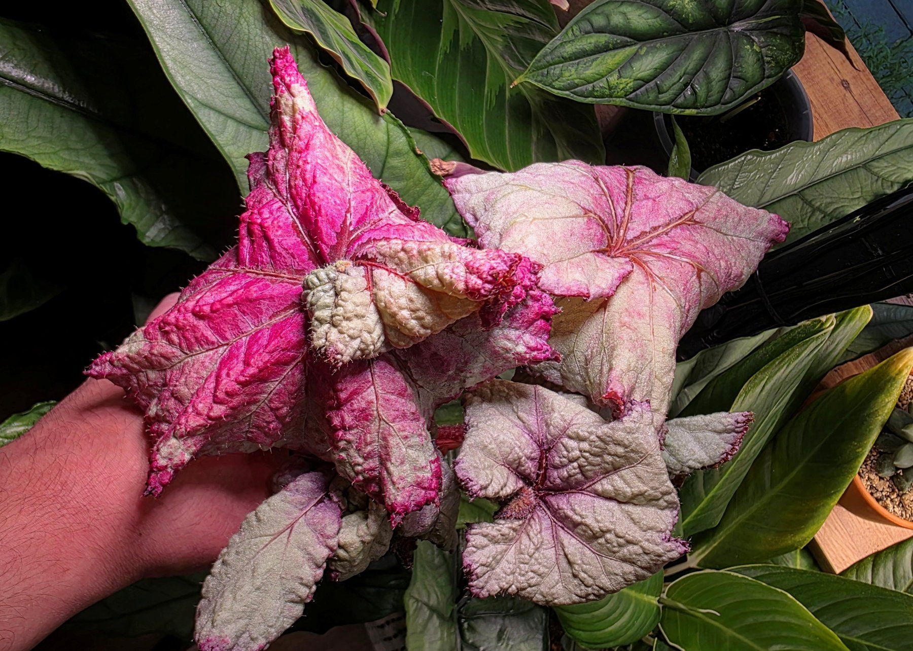 Piante & sementi: Begonia rex escargot "Pink Dream" – Usato da Winterthur venduto da jar_w2vp 1