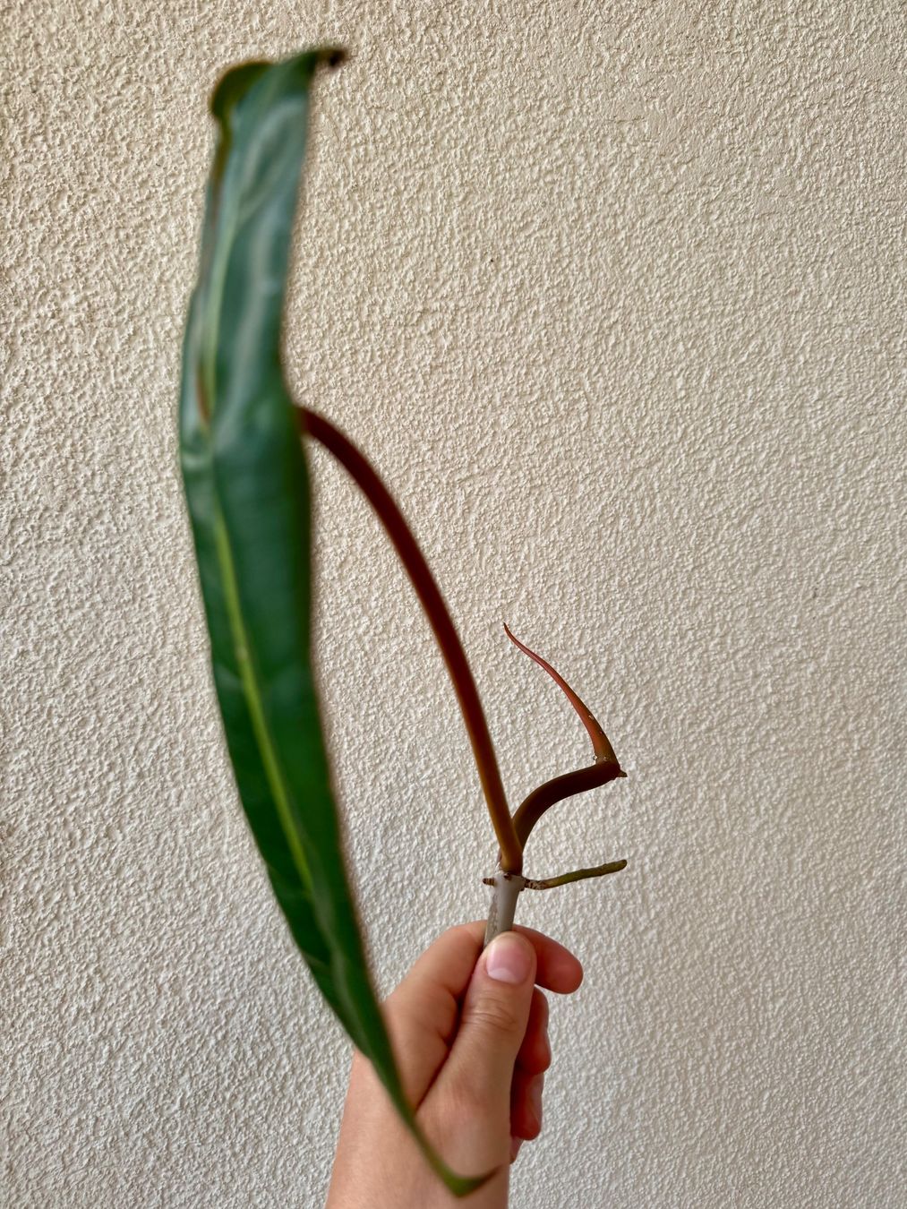 Piante & sementi: Philodendron Billietiae | Fresh Top Cutting | Large Leaf – Nuovo (secondo la descrizione) da Bülach venduto da Bloom_Witch 2
