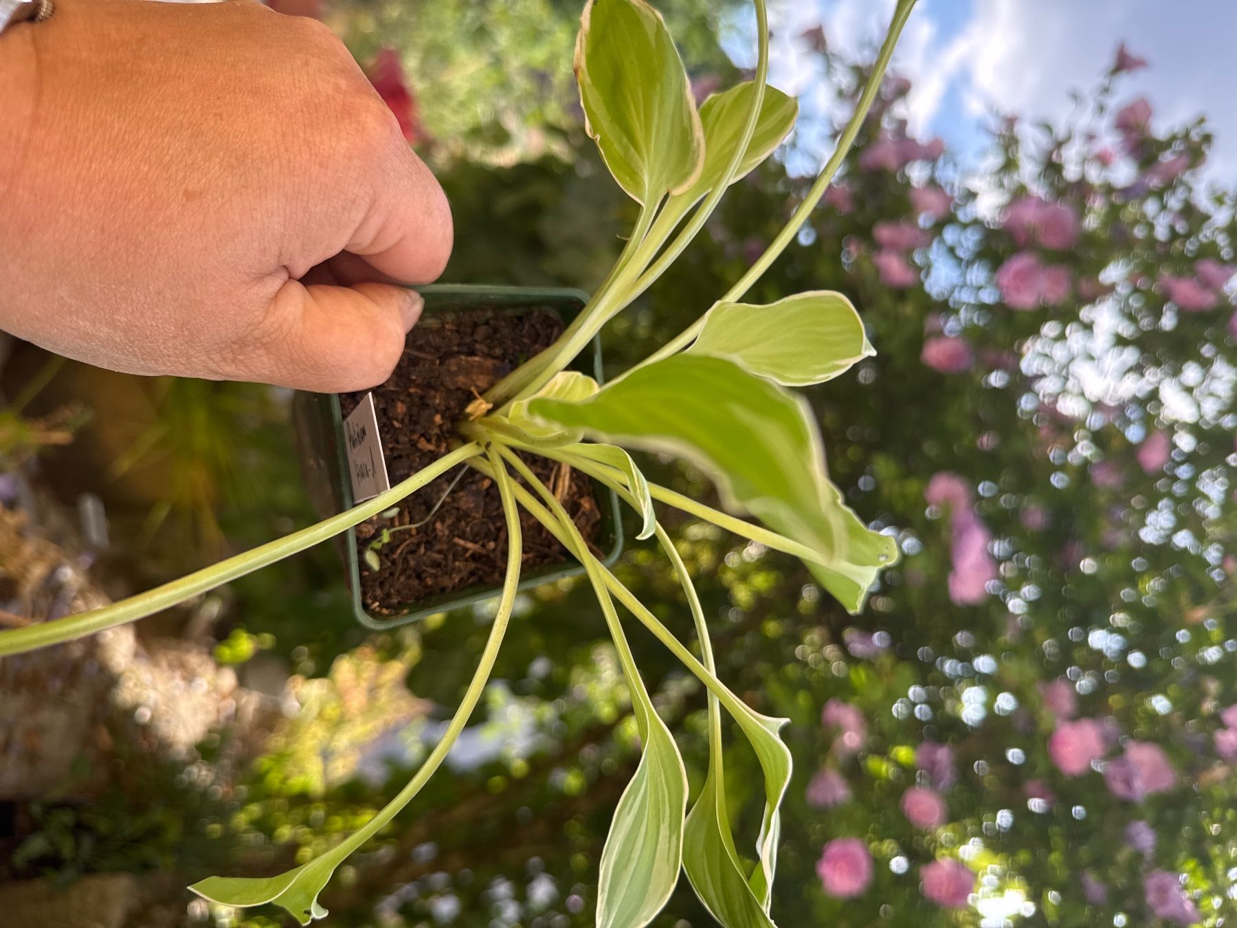 Pflanzen & Samen: Hosta platinium tiara 1 – Gebraucht aus Lajoux JU von Briard0 1