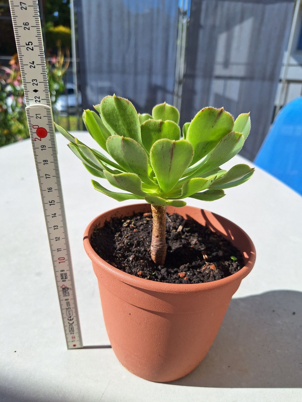 Piante & sementi: Sukkulente Aeonium arboreum – Usato da Luzern venduto da Heugaerten 1