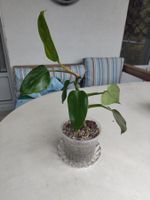 Philodendron erubescens