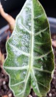 🤩Alocasia Polly Rhizom 