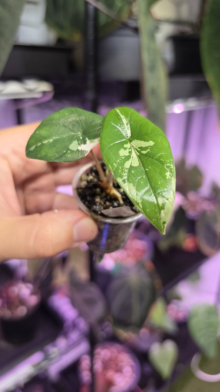 Piante & sementi: Anthurium Scalprum albo variegata  – Nuovo (secondo la descrizione) da Märstetten venduto da PatGomes