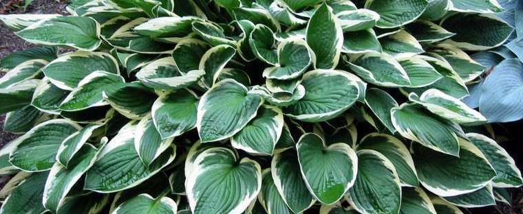 Pflanzen & Samen: Hosta 'Francee' 2 PLANTS – Neu (gemäss Beschreibung) aus Bremblens von FIBONACCI369 2