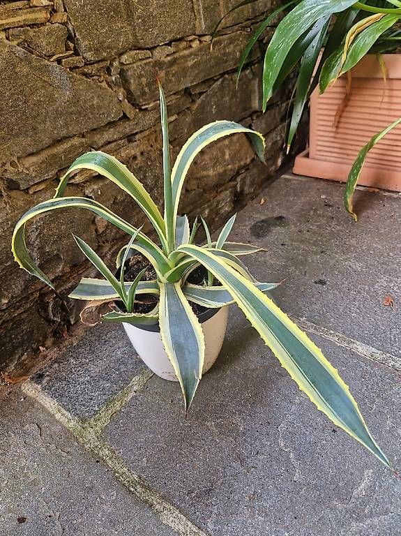 Plantes & graines: Pianta agave – Neuf avec emballage d'origine à Aurigeno par dan_2xx2