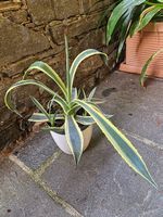 Pianta agave