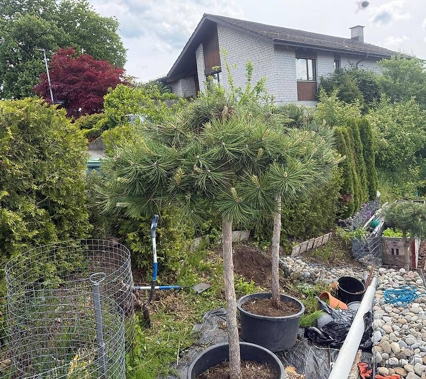 Piante & sementi: Kiefer Pinus Nigra – Usato da Elsau venduto da Ayna 2