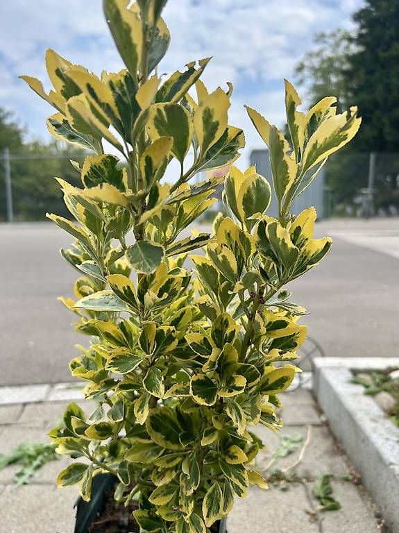 Plantes & graines: Japanischer Spindelstrauch  – D'occasion à Frauenfeld par Irene.Schuppli 2
