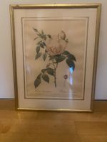 Bild Rose Rosa Indica Rahmen vergoldet 234