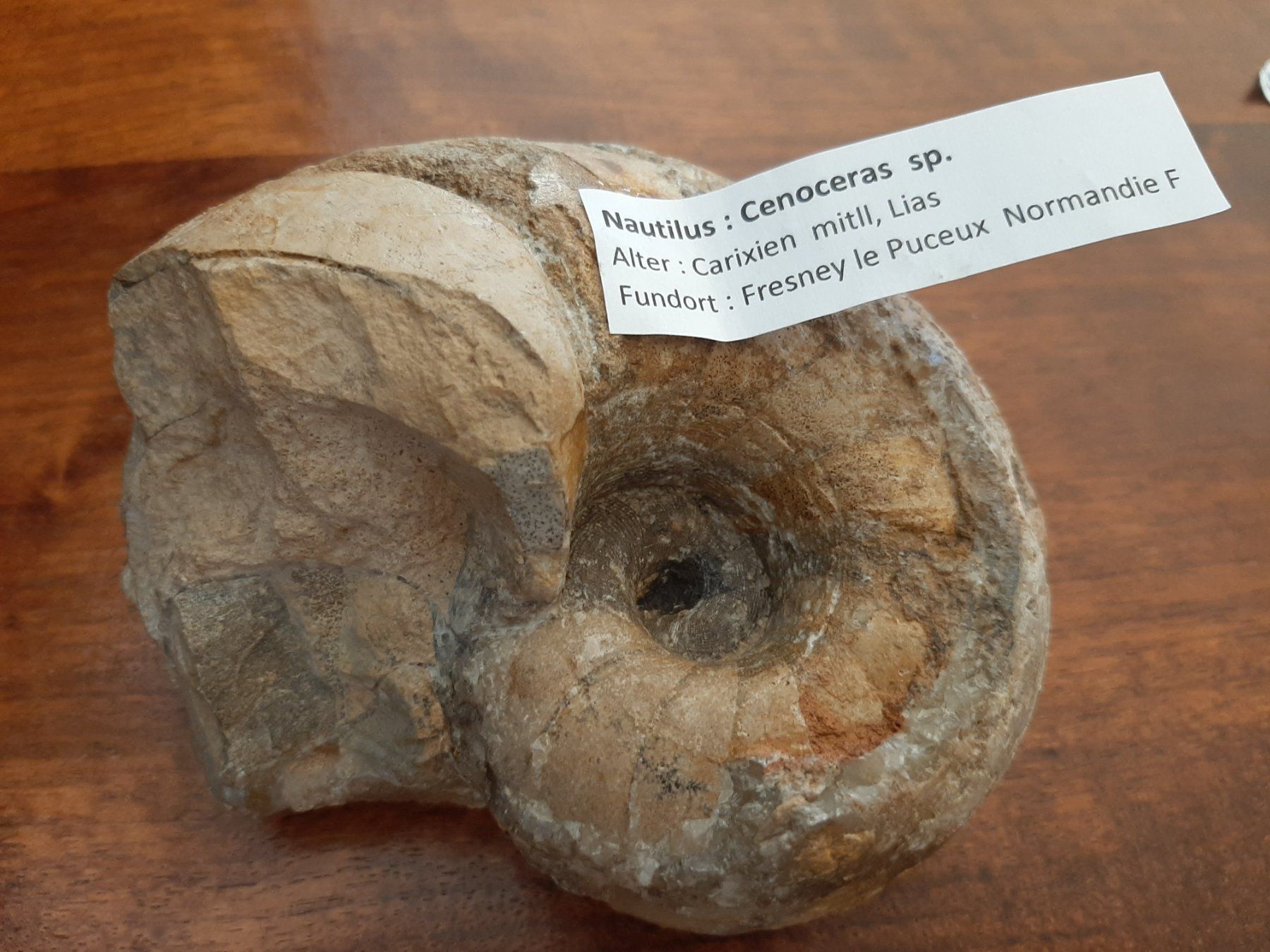 Fossili: fossiler Nautilus – Usato da Rickenbach BL venduto da Oktober68 4