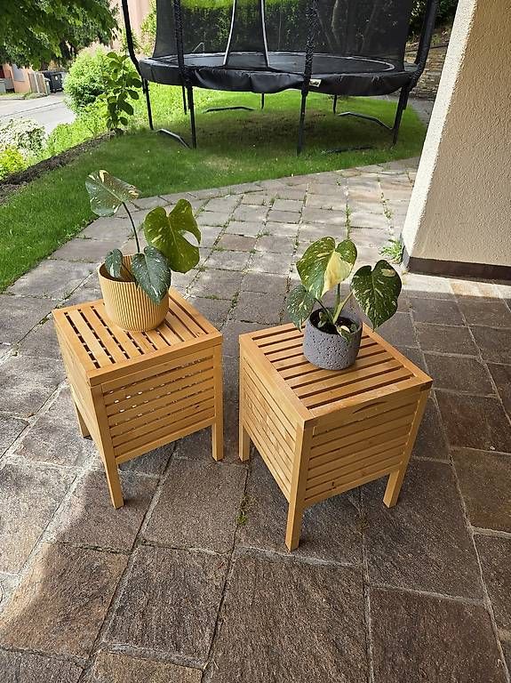 Piante & sementi: Monstera Deliciosa Thai – Usato da Jona venduto da pau_g7rc