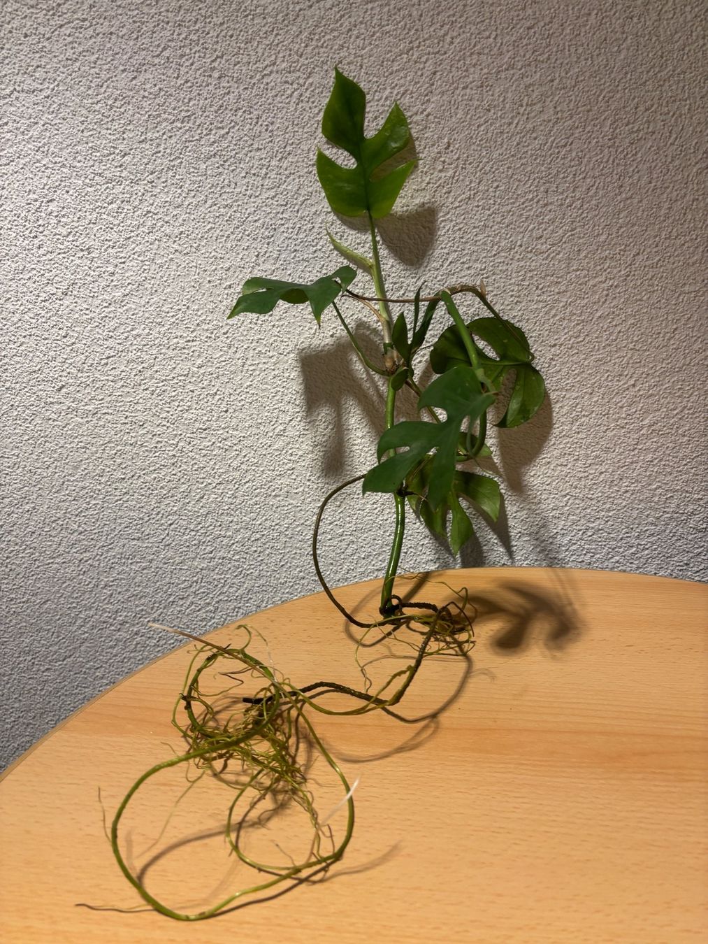 Piante & sementi: Junge Mini Monstera Ableger - Zimmerpflanze . – Usato da Wallisellen venduto da ASZT 1