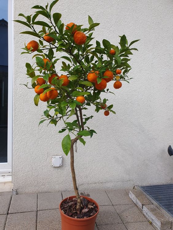Citrus Otaitensis / 