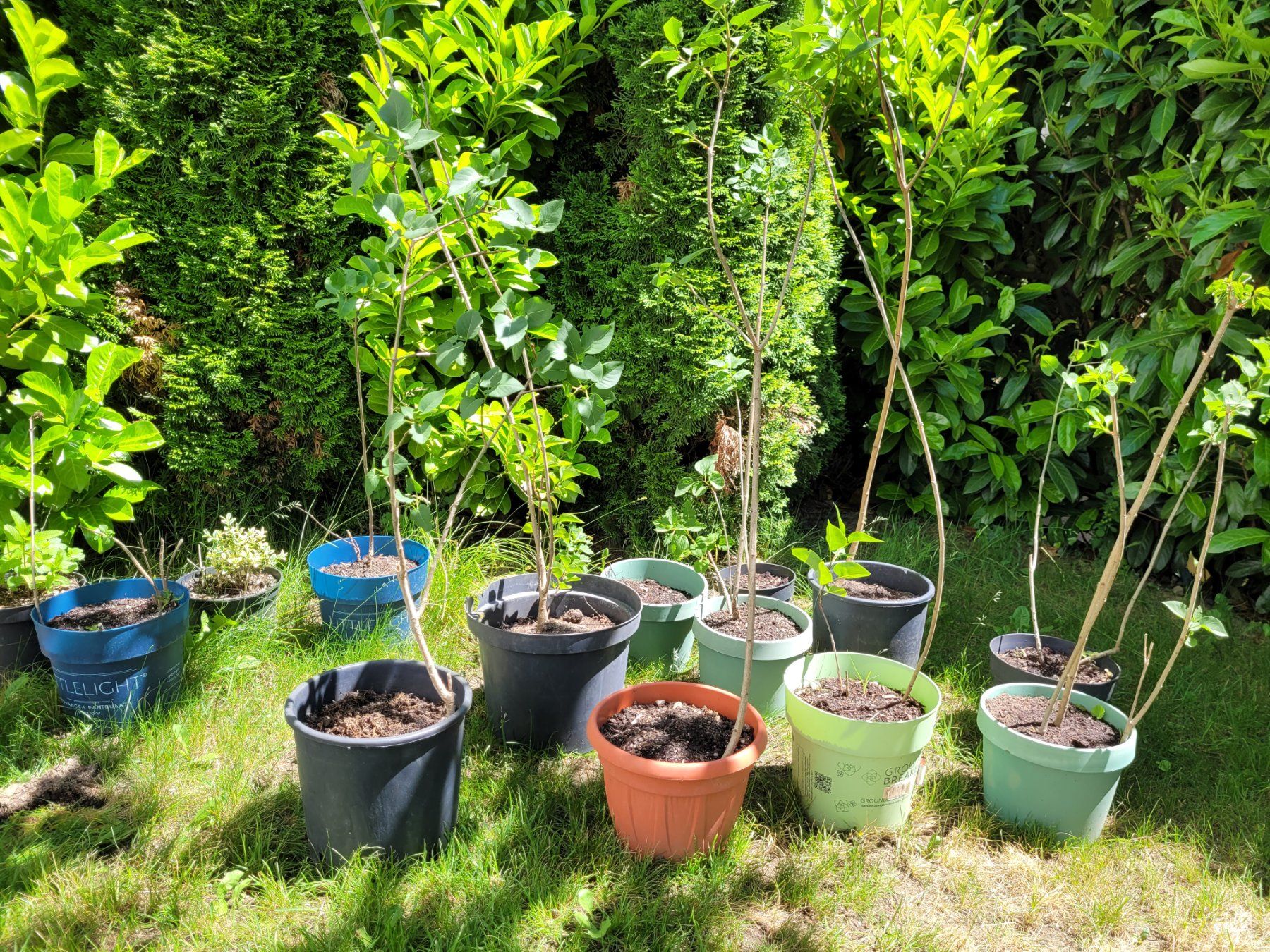 Piante & sementi: syringa vulgaris 120 cm – Nuovo (secondo la descrizione) da Neuenegg venduto da Lavaniya 1