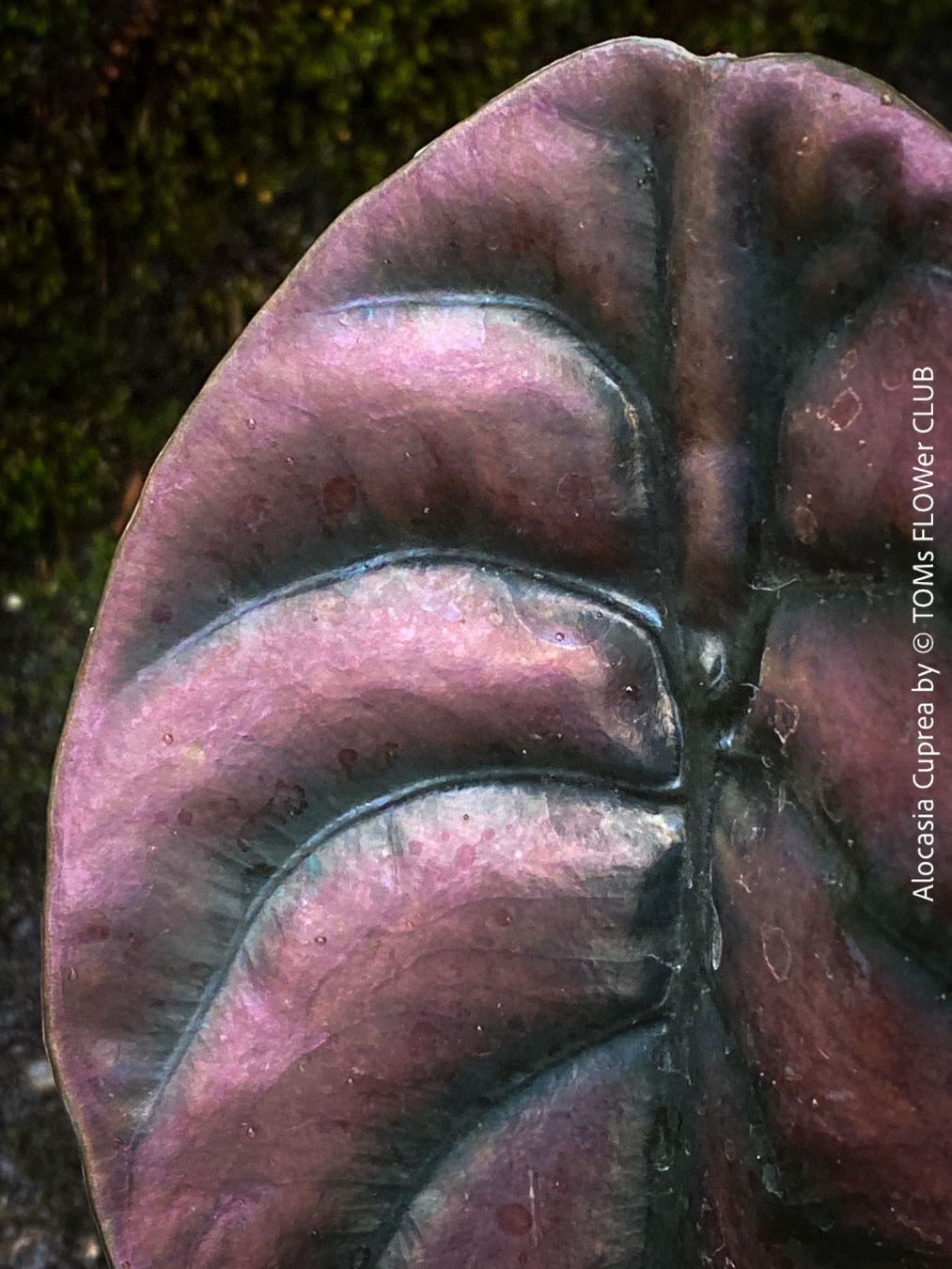Piante & sementi: Alocasia Cuprea - rund 30x30cm - einzigartig schön, oder? – Nuovo e nell'imballaggio originale da Adliswil venduto da asTOMas963 8