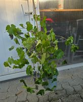 TRAUBEN VITIS - vinivera "Marechal Foch" mit vielen Früchteb