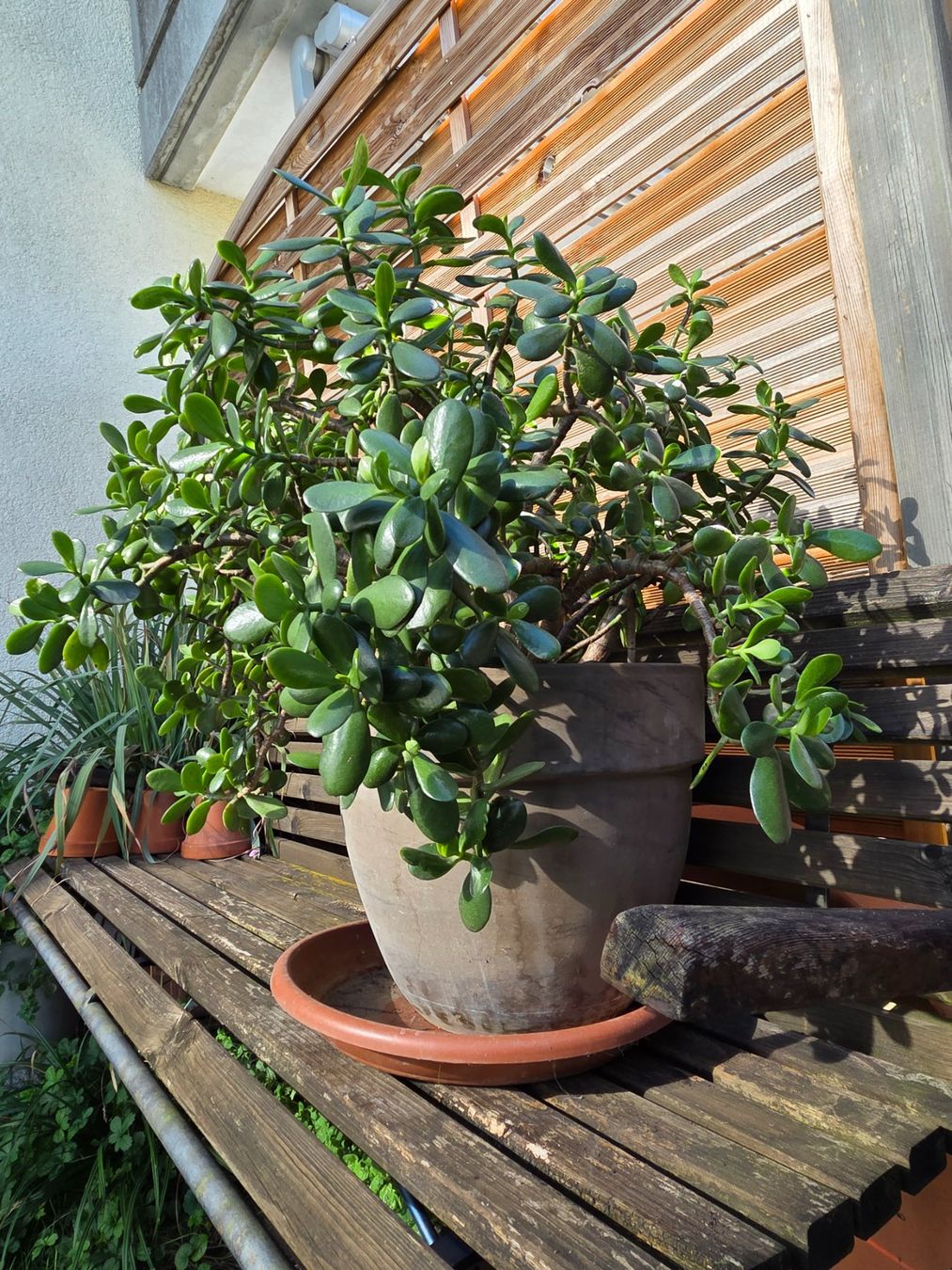Plantes & graines: Geldbaum Crassula ovata mit Topf – D'occasion à Widnau par Lar_jr7y
