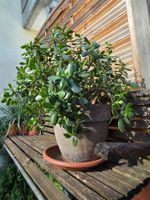 Geldbaum Crassula ovata mit Topf