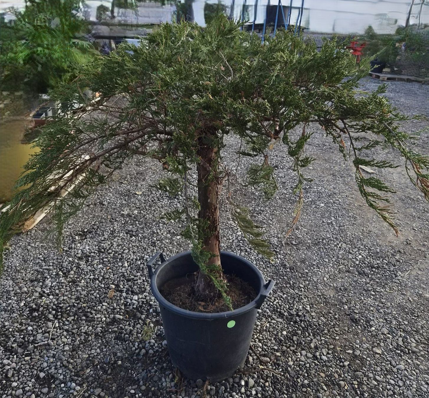 Piante & sementi: Juniperus ‘Mint Julep’ – Usato da Forch venduto da WeberC 1