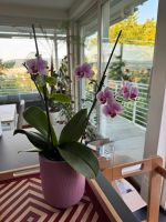 Phalaenopsis Orchidee blühend inkl. rosa Übertopf