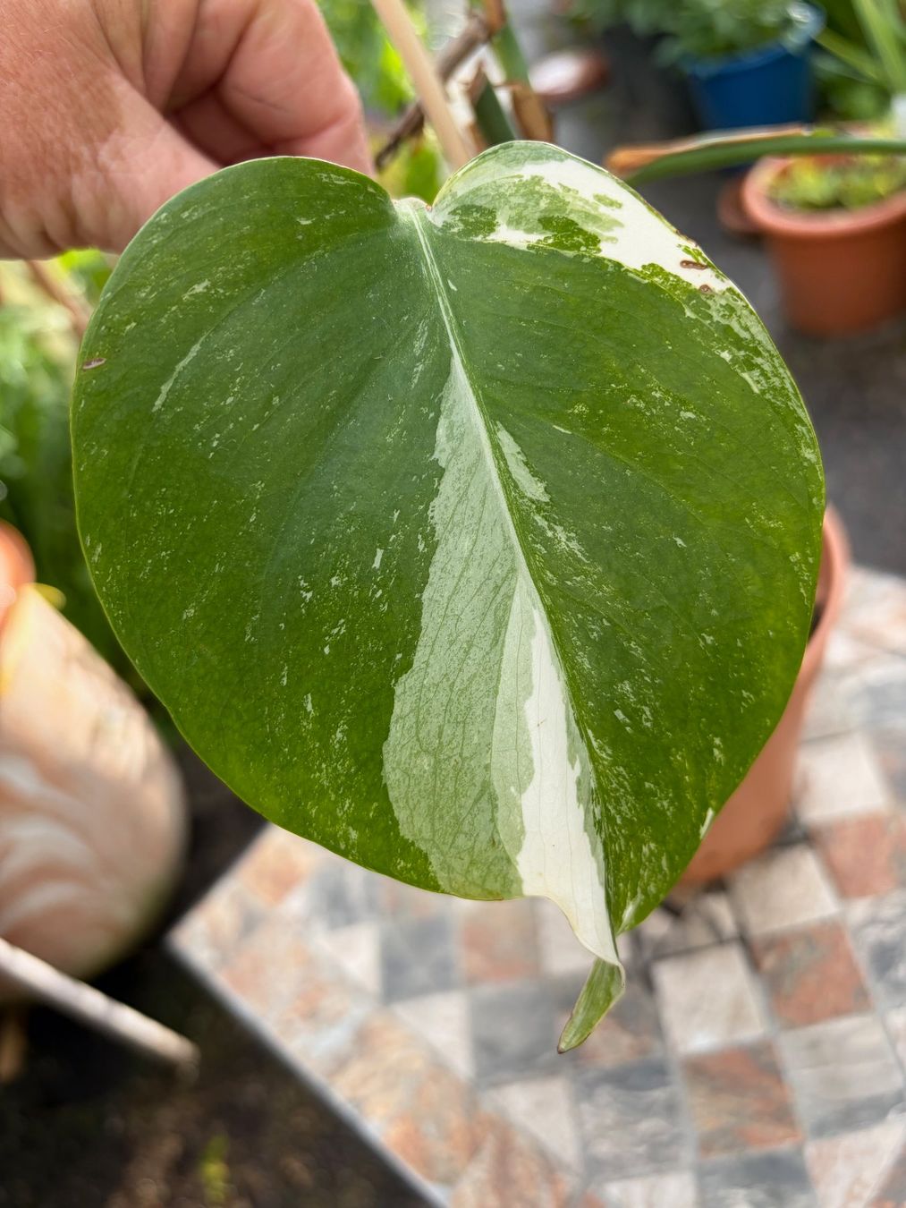 Piante & sementi: Monstera variegata, getopft – Nuovo (secondo la descrizione) da Winterthur venduto da Aniger 6