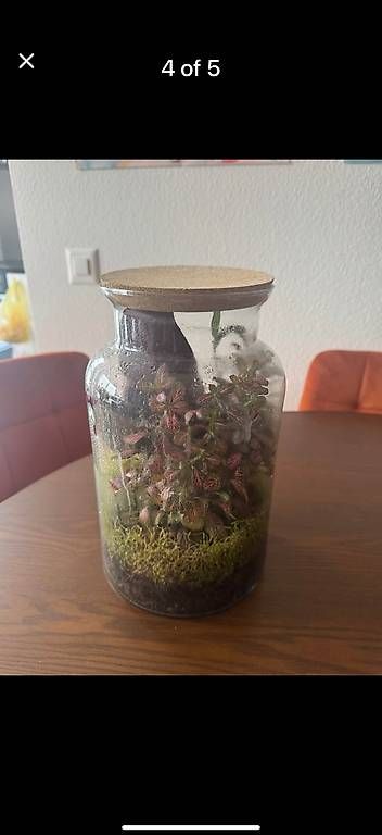 Tutte le decorazioni: Wunderschönes Terrarium  Fast neu  Pflegeleicht – Usato da Zürich venduto da fysikos6 3