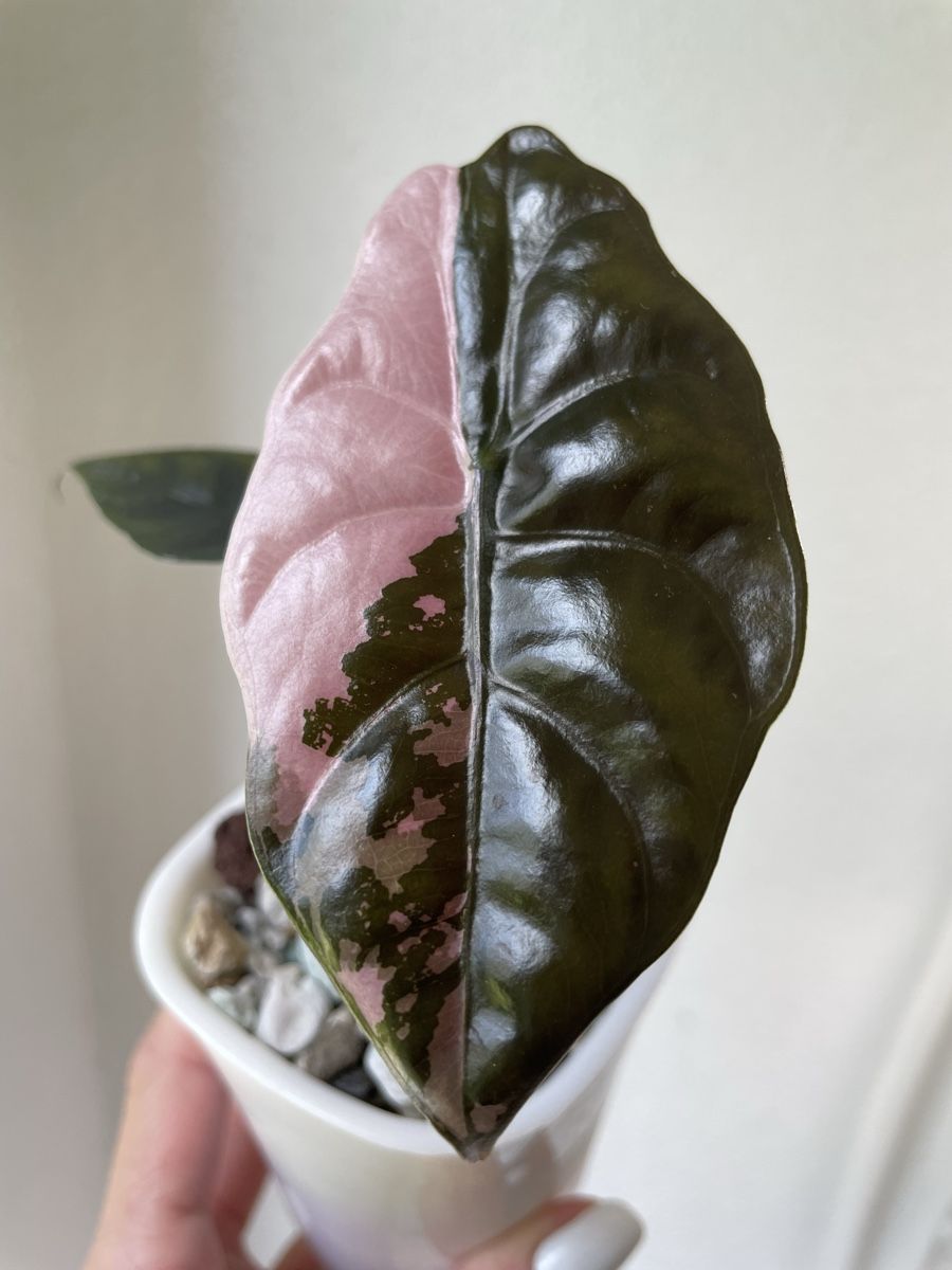 Piante & sementi: Alocasia Chantrieri Pink Variegata – Nuovo (secondo la descrizione) da Watt venduto da anics.plants