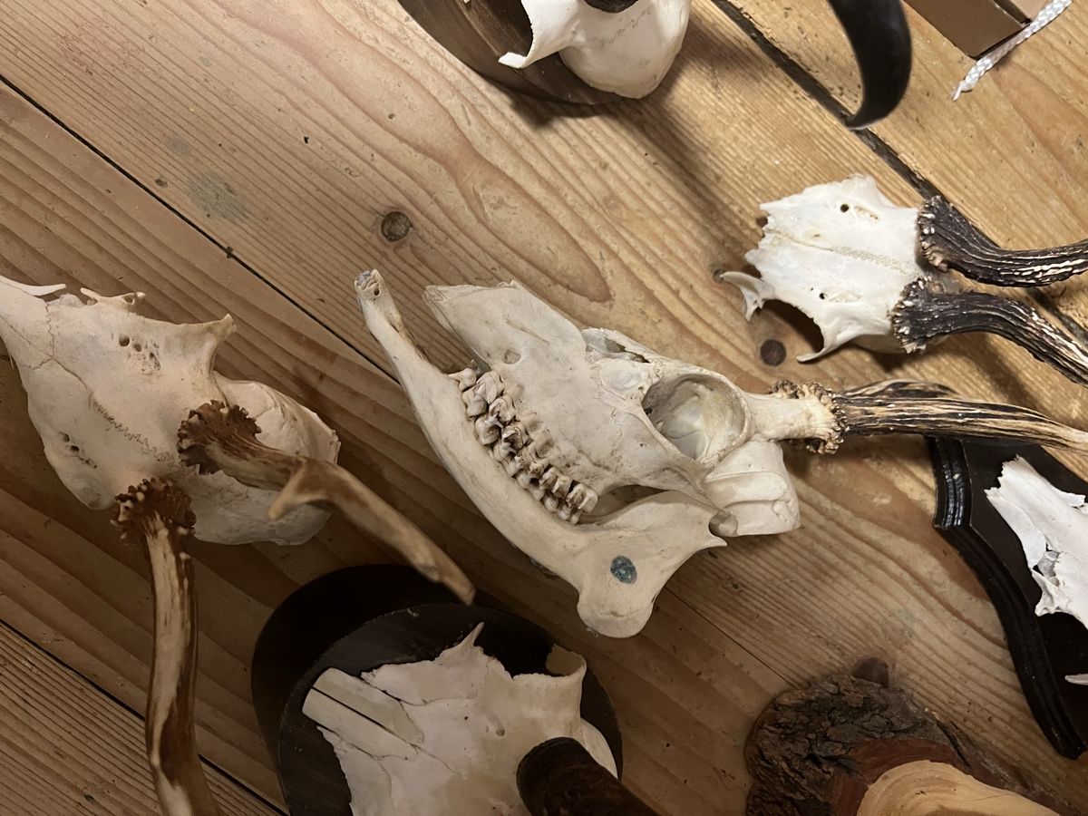 Il mondo degli animali: Trophäen-Set – Usato da Sternenberg venduto da Coocoo 3