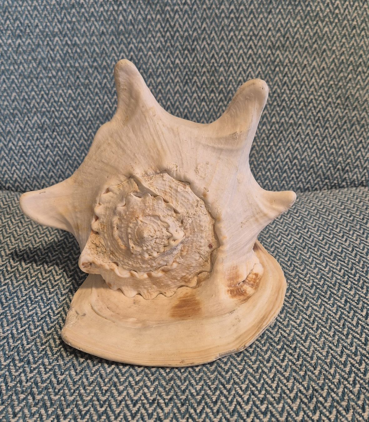 Tutte le decorazioni: Dekoration Muschel – Usato da Neuenhof venduto da Vany0607