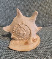 Dekoration Muschel