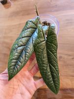 🌿Alocasia Samar Lance Rhizom🌿