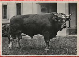 ST. GALLEN Schweizer-Messe OLMA Landwirtschaft - Stier