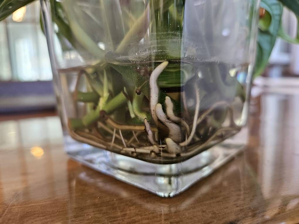 Piante & sementi: Monstera adansonii monkey mask Stecklinge  – Usato da Utzenstorf venduto da Dac_mk 2