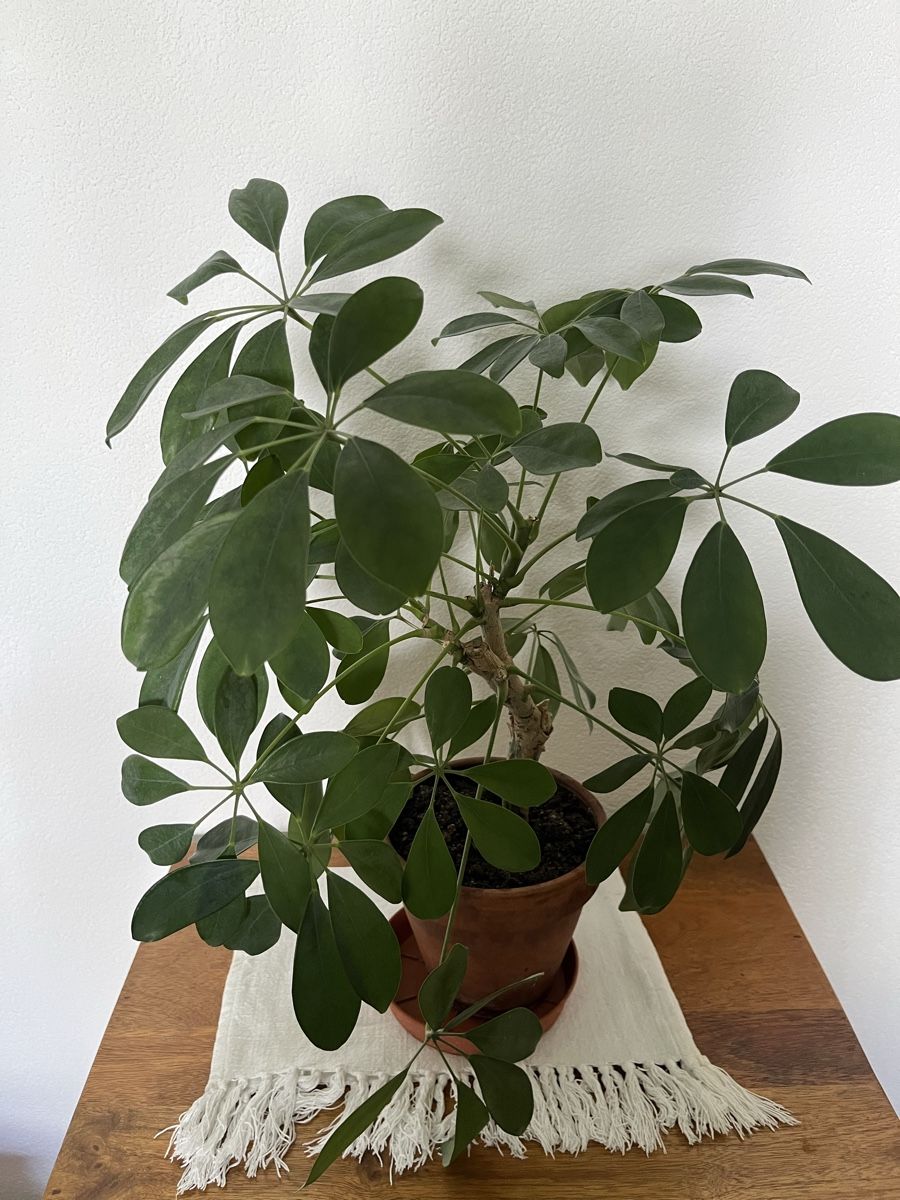 Piante & sementi: Schefflera, Zimmerpflanze  – Usato da Davos Platz venduto da butzele13 2
