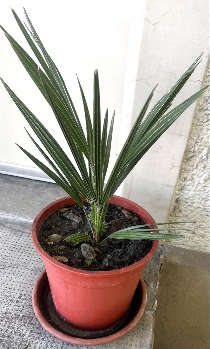 Piante & sementi: Palme, ca.50 cm. Gesunde, immergrüne – Usato da Möhlin venduto da mil_h55x