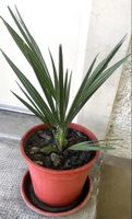 Palme, ca.50 cm. Gesunde, immergrüne