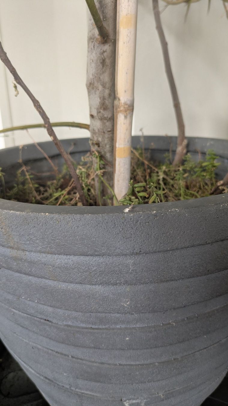 Pflanzen & Samen: Grosser Feigenbaum inklusive grossem Pflanztopf – Gebraucht aus Bremgarten b. Bern von oll_8gnq 2