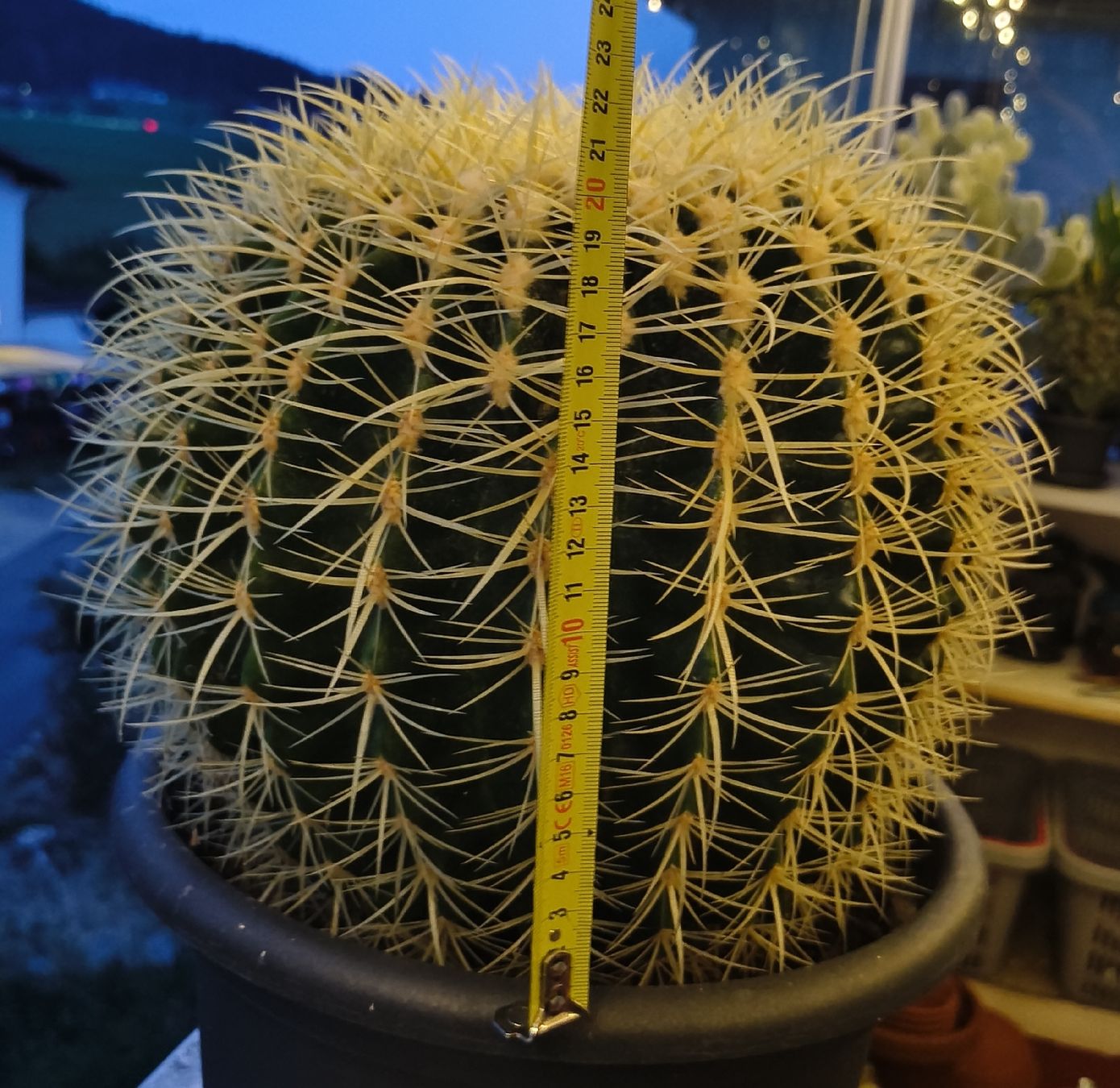 Piante & sementi: Grosser Kaktus, 30cm Topf – Usato da Konolfingen venduto da S1000RR-Karin 3