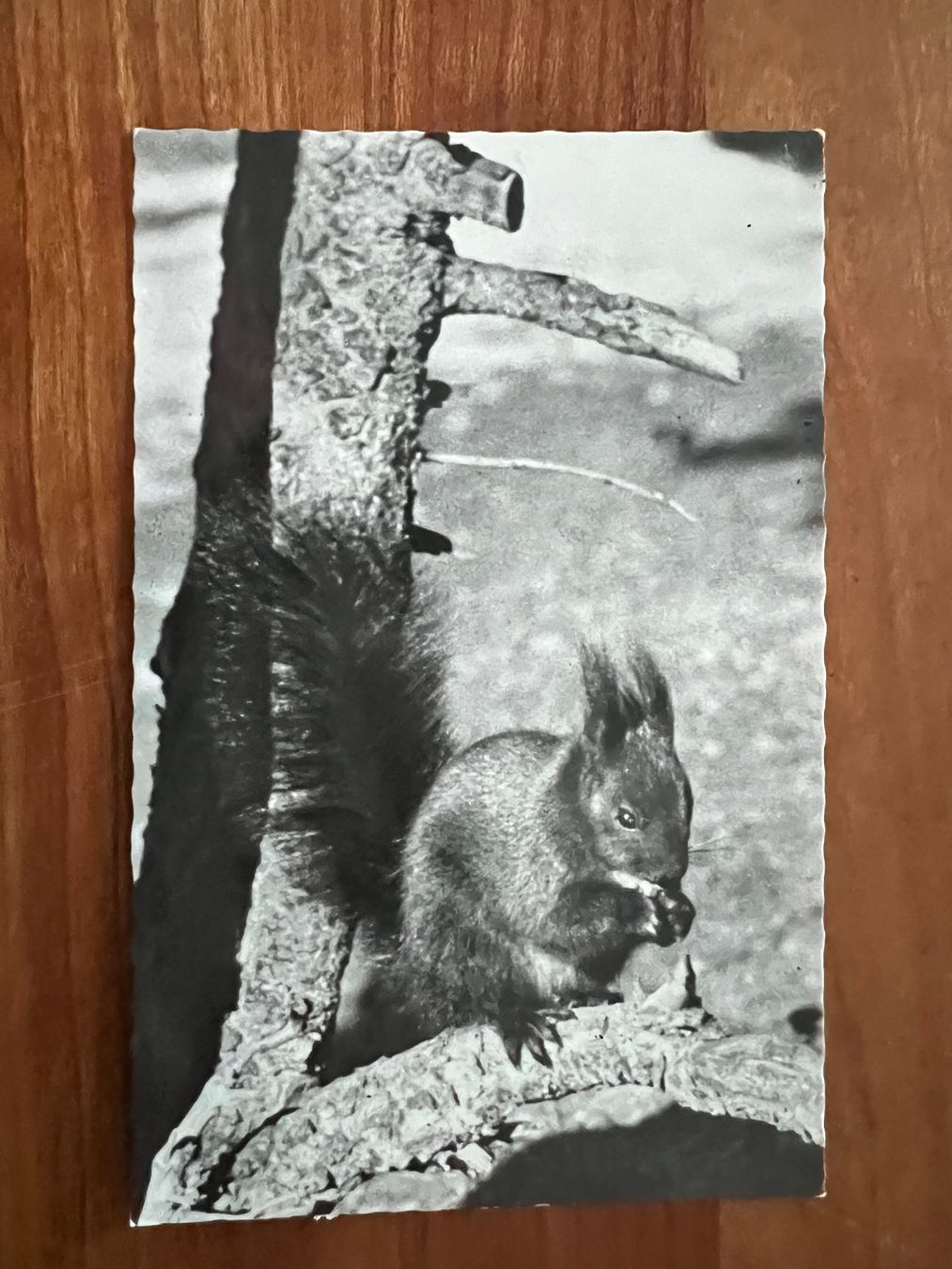 Cartoline postali: AK  1964  Davos Eichhörnchen  (G2115) – Usato da Hinwil venduto da Sidi4