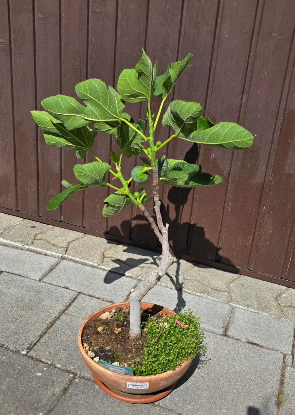 Piante & sementi: Feigenbaum Bonsai Art mit Früchten – Usato da Aarburg venduto da popkorn65 2